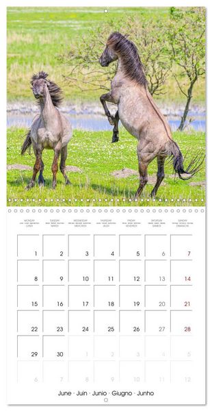 Produktbild: Konik horses (Wall Calendar 2026 12 &times; 12 Inch) CALVENDO 12 Month Wall Calendar
