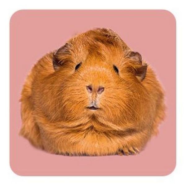 Produktbild: Memo-Spiel: Fluffy Butts &ndash; Finde den passenden Po zum Kopf!