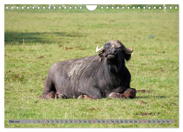 Produktbild: Wasserb&uuml;ffel - In der Ruhe liegt die Kraft (Wandkalender 2026 DIN A4 quer), CALVENDO Monatskalender