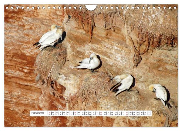 Produktbild: Hochsee-Insel Helgoland (Wandkalender 2026 DIN A4 quer), CALVENDO Monatskalender