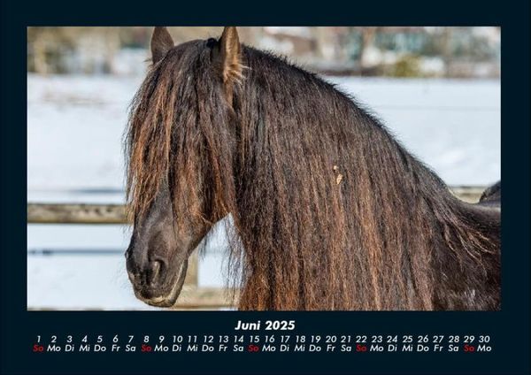 Produktbild: Pferdegefl&uuml;ster 2025 Fotokalender DIN A4