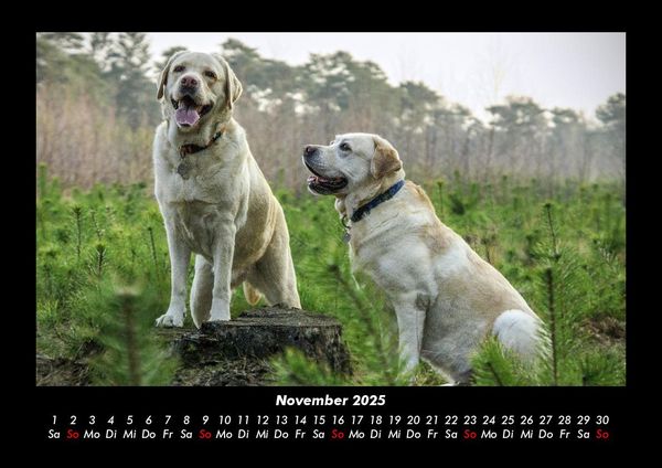 Produktbild: Hundezauber 2025 Fotokalender DIN A3