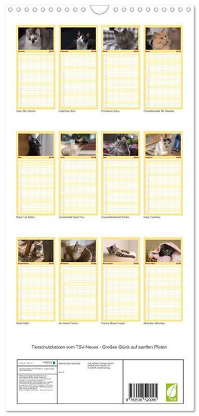 Produktbild: Familienplaner 2026 - Tierschutzkatzen vom TSV-Neuss - Gro&szlig;es Gl&uuml;ck auf sanften Pfoten mit 5 Spalten (Wandkalender, 21 x 45 cm) CALVENDO