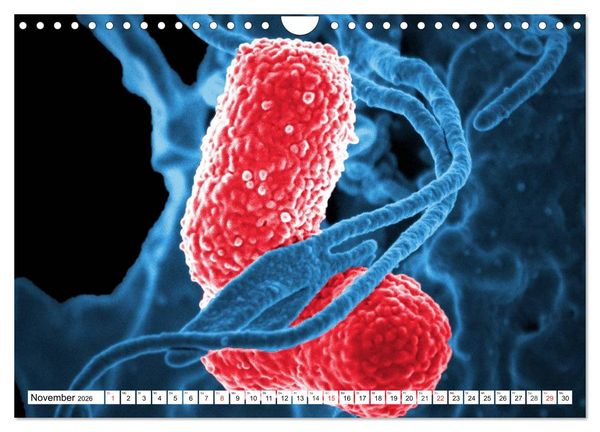 Produktbild: Mikrobiologie. Mikroorganismen, Genetik und Zellen (Wandkalender 2026 DIN A4 quer), CALVENDO Monatskalender