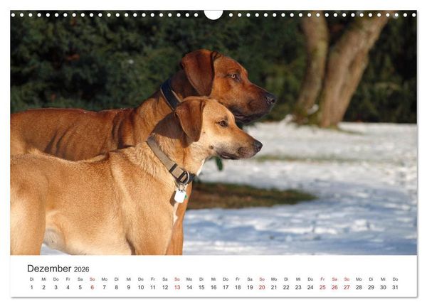 Produktbild: Ridgebacks - Hunde aus Afrika (Wandkalender 2026 DIN A3 quer), CALVENDO Monatskalender
