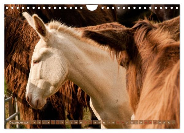 Produktbild: Wei&szlig;e Esel - M&auml;rchenhafte Langohren (Wandkalender 2026 DIN A4 quer), CALVENDO Monatskalender