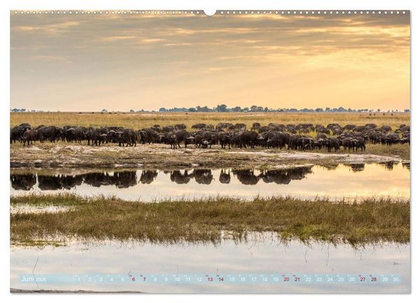 Produktbild: Chobe River - Eine spannende Flussfahrt in Botswana (hochwertiger Premium Wandkalender 2026 DIN A2 quer), Kunstdruck in Hochglanz