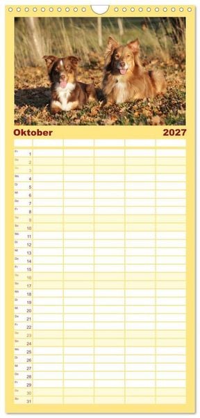 Produktbild: Familienplaner 2027 - Australian Shepherd - Treue Blicke, wilde Herzen mit 5 Spalten (Wandkalender, 21 x 45 cm) CALVENDO