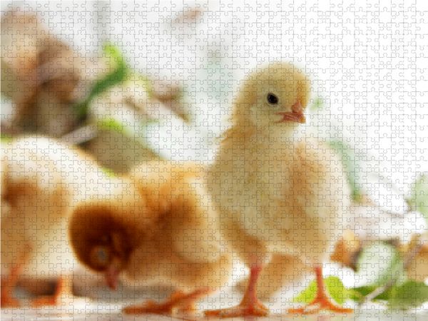 Produktbild: CALVENDO Puzzle Ich passe auf Euch auf 1000 Teile Lege-Gr&ouml;&szlig;e 64 x 48 cm Foto-Puzzle Bild von Tanja Riedel