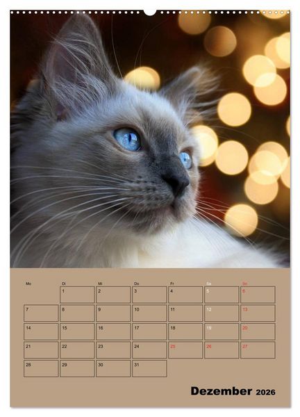 Produktbild: Ragdolls zum Verlieben (Wandkalender 2026 DIN A2 hoch), CALVENDO Monatskalender