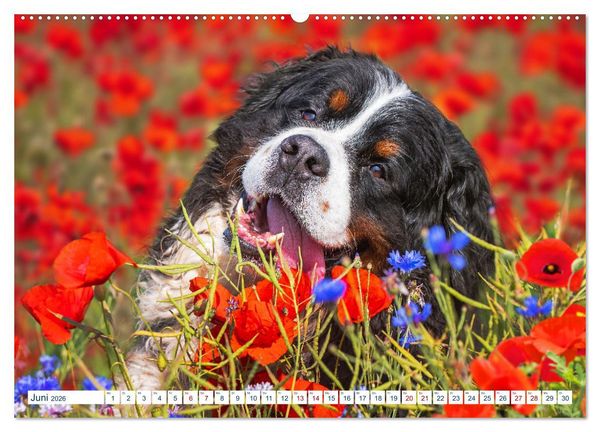 Produktbild: Berner Sennenhund - Ein Traum auf vier Pfoten (hochwertiger Premium Wandkalender 2026 DIN A2 quer), Kunstdruck in Hochglanz