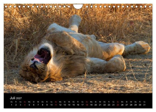 Produktbild: Afrikas Raubkatzen (Wandkalender 2027 DIN A4 quer), CALVENDO Monatskalender