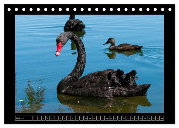 Produktbild: V&ouml;gel von "Down Under" Australien (Tischkalender 2027 DIN A5 quer), CALVENDO Monatskalender