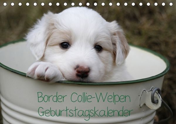 Produktbild: Border Collie-Welpen Geburtstagskalender (Tischkalender immerw&auml;hrend DIN A5 quer)