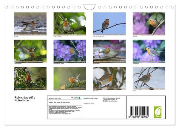 Produktbild: Robin, das s&uuml;&szlig;e Rotkehlchen (Wandkalender 2027 DIN A4 quer), CALVENDO Monatskalender