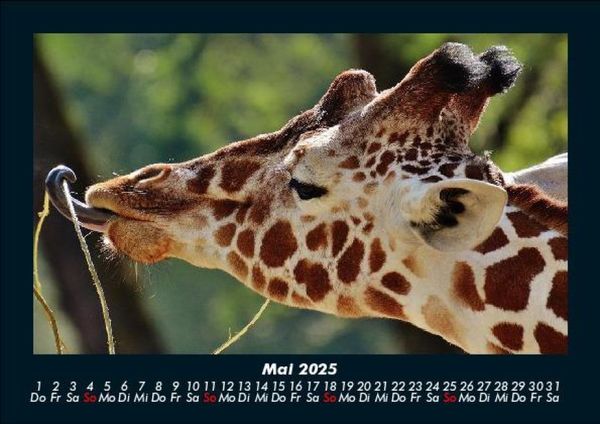 Produktbild: Giraffen 2025 Fotokalender DIN A5