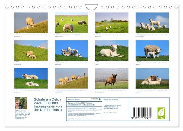 Produktbild: Schafe am Deich 2026. Tierische Impressionen von der Nordseek&uuml;ste (Wandkalender 2026 DIN A4 quer), CALVENDO Monatskalender
