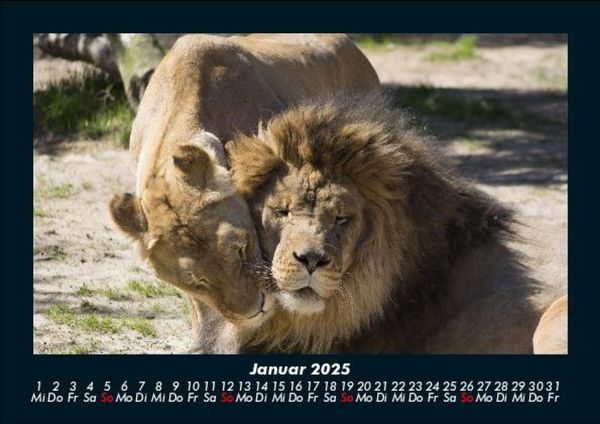 Produktbild: L&ouml;wen in der Wildnis 2025 Fotokalender DIN A5