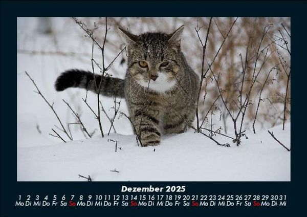 Produktbild: Katzen 2025 Fotokalender DIN A5