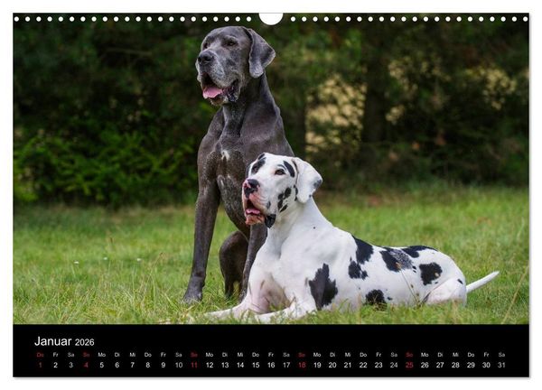 Produktbild: Deutsche Dogge 2026 (Wandkalender 2026 DIN A3 quer), CALVENDO Monatskalender
