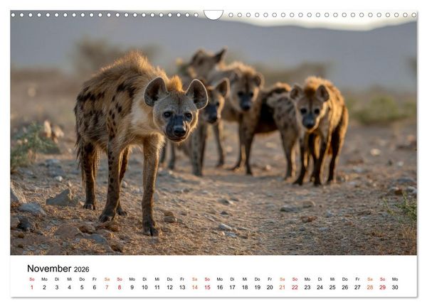 Produktbild: Hy&auml;nen - Afrikas geheimnisvolle J&auml;ger (Wandkalender 2026 DIN A3 quer), CALVENDO Monatskalender