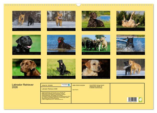 Produktbild: Labrador Retriever 2026 (Wandkalender 2026 DIN A2 quer), CALVENDO Monatskalender