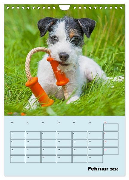 Produktbild: Familienplaner Jack und Parson Russell Terrier (Wandkalender 2026 DIN A4 hoch), CALVENDO Monatskalender