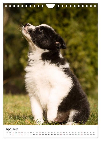 Produktbild: Border Collie Zuckerschnuten (Wandkalender 2026 DIN A4 hoch), CALVENDO Monatskalender