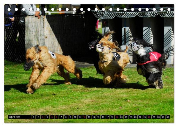 Produktbild: Kinder des Windes - Afghanischer Windhund (Tischkalender 2026 DIN A5 quer), CALVENDO Monatskalender
