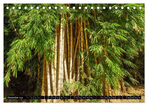 Produktbild: Botanischer Garten Palermo (Tischkalender 2026 DIN A5 quer), CALVENDO Monatskalender