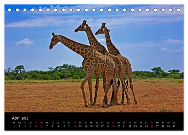 Produktbild: Namibias Tiere: von gro&szlig; bis klein (Tischkalender 2026 DIN A5 quer), CALVENDO Monatskalender