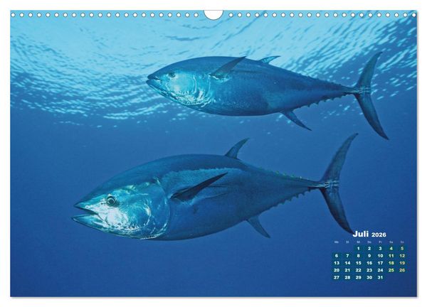 Produktbild: Tiere des Meeres: Faszination Tauchen (Wandkalender 2026 DIN A3 quer), CALVENDO Monatskalender