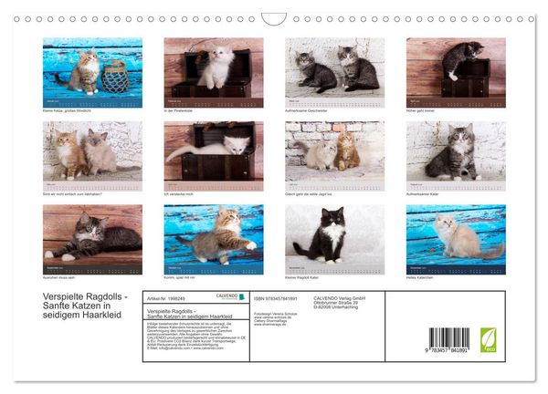 Produktbild: Verspielte Ragdolls - Sanfte Katzen in seidigem Haarkleid (Wandkalender 2026 DIN A3 quer), CALVENDO Monatskalender