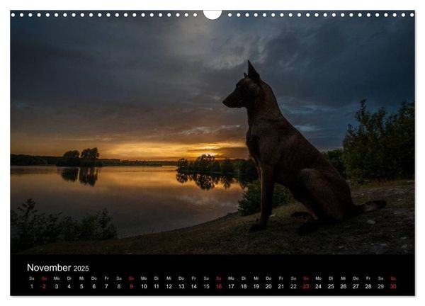 Belgische Schäferhunde - Der Malinois im Licht (Wandkalender 2025 DIN A3 quer), CALVENDO Monatskalender