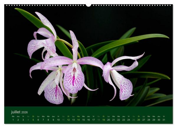 Produktbild: Les Orchid&eacute;es (Calendrier mural 2026 DIN A2 vertical) calendrier de bureau