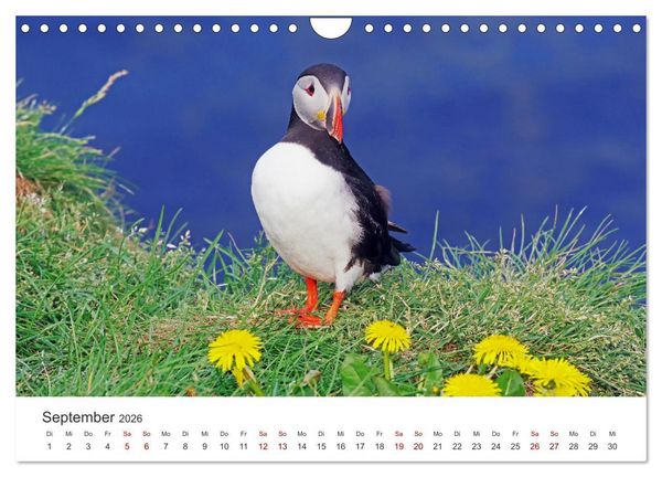 Produktbild: Papageitaucher - Clowns der nordischen Vogelwelt (Wandkalender 2026 DIN A4 quer), CALVENDO Monatskalender