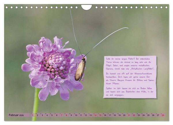 Produktbild: GEOclick Lernkalender: Insekten (Wandkalender 2026 DIN A4 quer), CALVENDO Monatskalender