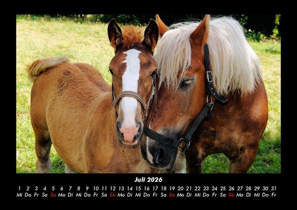Produktbild: Pferdegefl&uuml;ster 2026 Fotokalender DIN A3