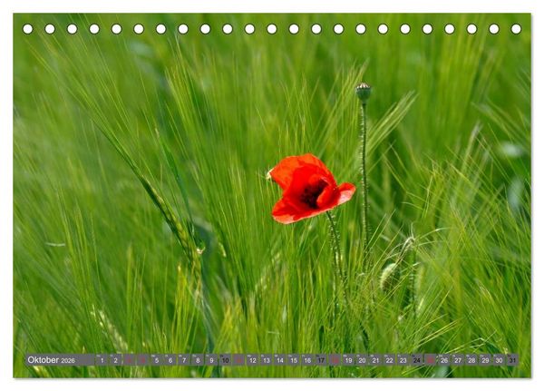 Produktbild: MOHNBL&Uuml;TEN (Tischkalender 2026 DIN A5 quer), CALVENDO Monatskalender