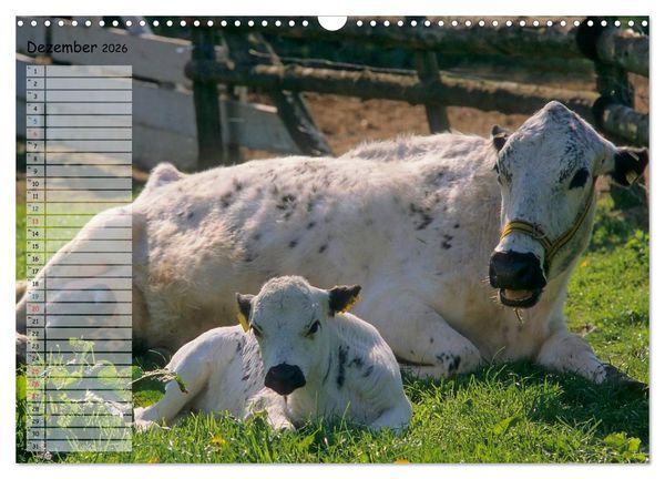 Produktbild: Rinder auf dem Lande (Wandkalender 2026 DIN A3 quer), CALVENDO Monatskalender