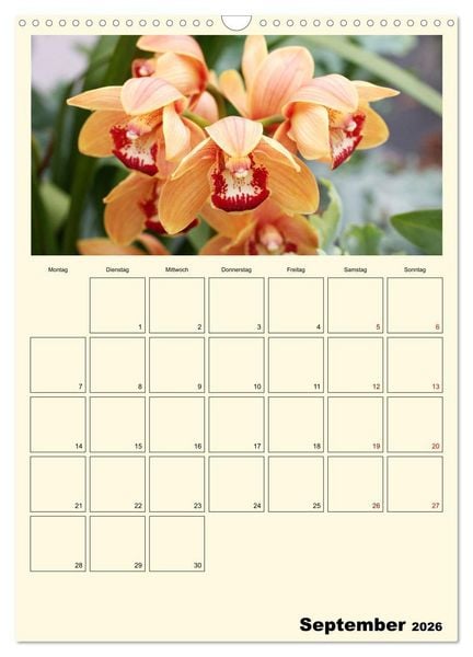 Produktbild: Orchideentr&auml;ume (Wandkalender 2026 DIN A3 hoch), CALVENDO Monatskalender