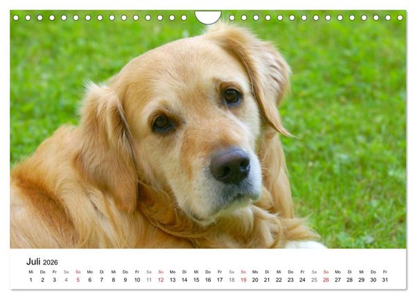 Produktbild: Golden Retriever Power (Wandkalender 2026 DIN A4 quer), CALVENDO Monatskalender