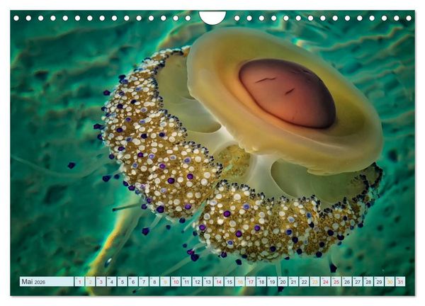 Produktbild: Quallen - einzigartige Wesen (Wandkalender 2026 DIN A4 quer), CALVENDO Monatskalender