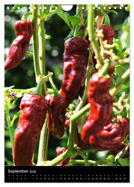 Produktbild: Chilis - H&ouml;llisch scharfe Fr&uuml;chtchen (Wandkalender 2026 DIN A4 hoch), CALVENDO Monatskalender
