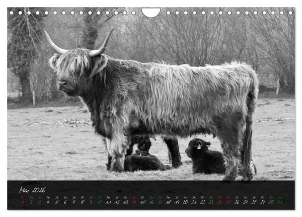 Produktbild: Highland Cattle vom Nordlicht - Faszination Hochland Rind (Wandkalender 2026 DIN A4 quer), CALVENDO Monatskalender