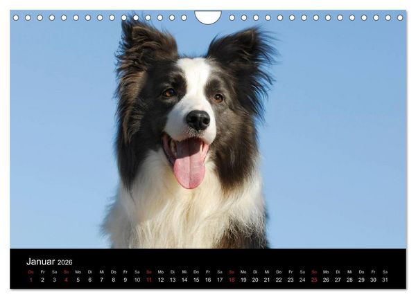 Produktbild: Border Collie 2026 (Wandkalender 2026 DIN A4 quer), CALVENDO Monatskalender