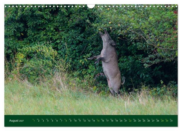 Produktbild: Wild Boars (Wall Calendar 2027 DIN A3 landscape), CALVENDO 12 Month Wall Calendar