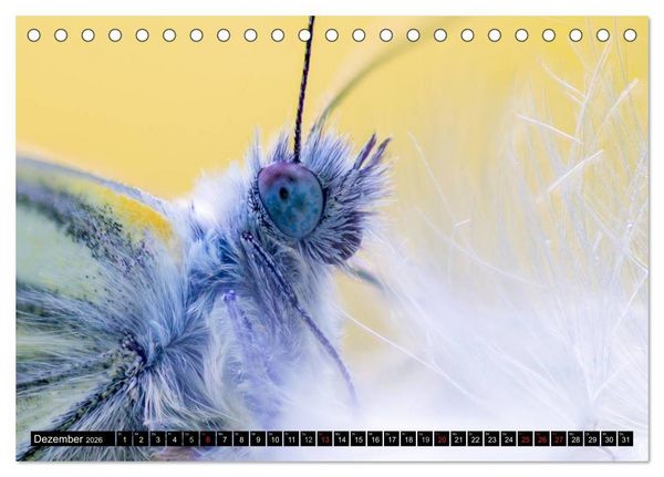 Produktbild: Kleine Wesen &ndash; Makroaufnahmen von einheimischen Insekten (Tischkalender 2026 DIN A5 quer), CALVENDO Monatskalender