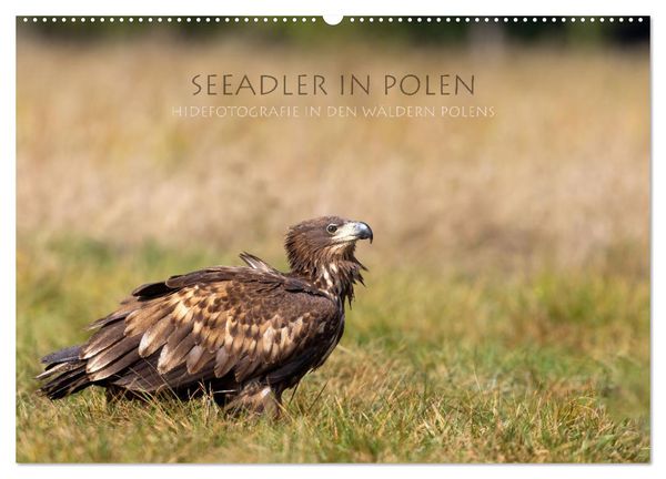 Produktbild: Seeadler in Polen (Wandkalender 2026 DIN A2 quer), CALVENDO Monatskalender