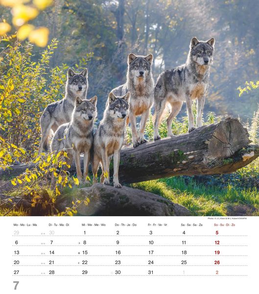 Produktbild: Mythos Wolf 2026 - Foto-Kalender - Wand-Kalender - 30x34